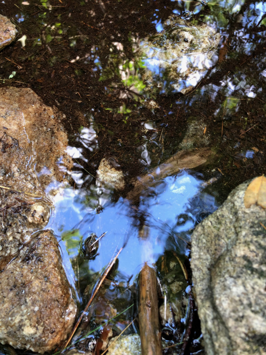 Reflection puddle